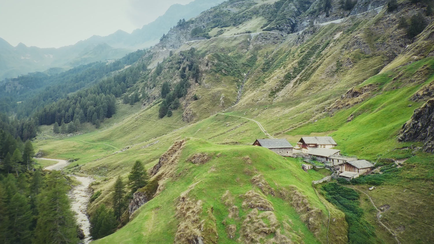 ALMIVITAL Moorsalbe Animation