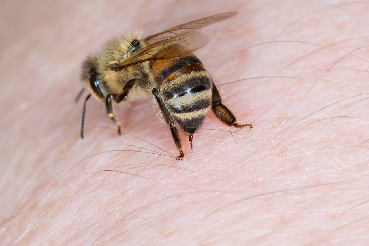 Bienengift: Warum dieses Naturwunder immer mehr Fans findet