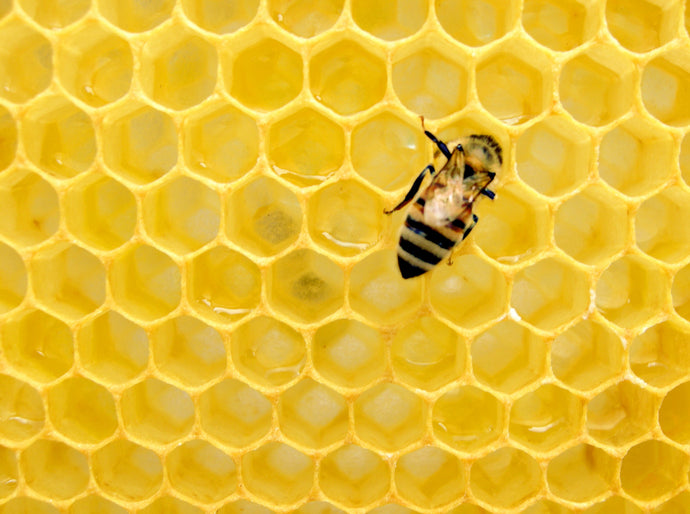 Propolis – Heilkraft und Pflege aus dem Bienenstock